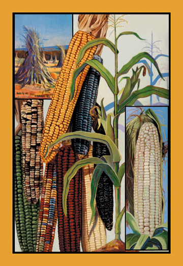 Picture of Buy Enlarge 0-587-08380-8P12x18 Indian Corn- Paper Size P12x18
