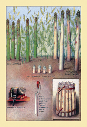 Picture of Buy Enlarge 0-587-08384-0P12x18 Asparagus- Paper Size P12x18