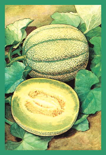 Muskmelon- Paper Size P20x30