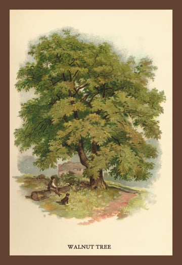 Buy Enlarge 0-587-17623-7P12x18 Walnut Tree- Paper Size P12x18 -  Buyenlarge
