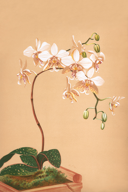Phalenopsis Stuartiana Orchid Poster - P12x18 - High-Quality Print