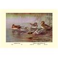Buy Enlarge 0-587-08779-xP20x30 European and American Teal Duck- Paper Size P20x30 Buy Enlarge 0-587-08779-xP20x30 European and American Teal Duck- Paper Size P20x30