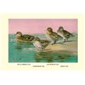 Buy Enlarge 0-587-08871-0P12x18 Four Types of Teal Ducks- Paper Size P12x18 Buy Enlarge 0-587-08871-0P12x18 Four Types of Teal Ducks- Paper Size P12x18