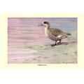 Buy Enlarge 0-587-08876-1P20x30 Marbled Duck- Paper Size P20x30 Buy Enlarge 0-587-08876-1P20x30 Marbled Duck- Paper Size P20x30