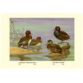 Buy Enlarge 0-587-08893-1P20x30 Australian White-Eyed and Southern Pochard Ducks- Paper Size P20x30 Buy Enlarge 0-587-08893-1P20x30 Australian White-Eyed and Southern Pochard Ducks- Paper Size P20x30