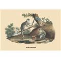 Buy Enlarge 0-587-08899-0P20x30 Singes - Monkeys- Paper Size P20x30 Buy Enlarge 0-587-08899-0P20x30 Singes - Monkeys- Paper Size P20x30