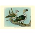 Buy Enlarge 0-587-08933-4P20x30 Comb or Knob-Billed Ducks- Paper Size P20x30 Buy Enlarge 0-587-08933-4P20x30 Comb or Knob-Billed Ducks- Paper Size P20x30