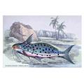 Buy Enlarge 0-587-08968-7P20x30 Pimelodus Insignis- Paper Size P20x30 Buy Enlarge 0-587-08968-7P20x30 Pimelodus Insignis- Paper Size P20x30