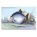Buy Enlarge 0-587-08979-2P20x30 Serrasalmo Emerginatus- Paper Size P20x30 Buy Enlarge 0-587-08979-2P20x30 Serrasalmo Emerginatus- Paper Size P20x30