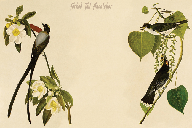 Buy Enlarge 0-587-64647-LP20x30 Forked Tail Flycatcher- Paper Size P20x30