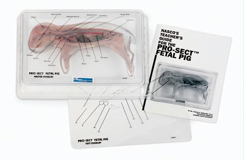Olympia Sports 12720 11"-12" Pro-sect Fetal Pig