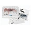Olympia Sports 12720 11"-12" Pro-sect Fetal Pig Olympia Sports 12720 11"-12" Pro-sect Fetal Pig