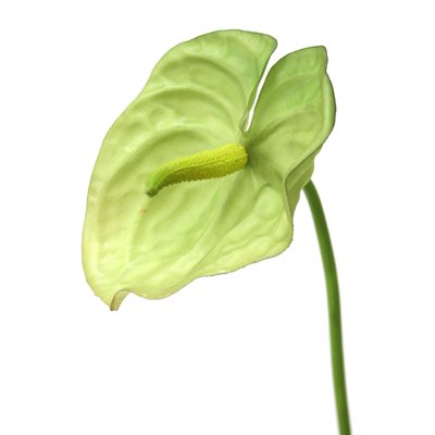Picture of Distinctive Designs DH-586-GR DIY Flower 31 in. L Artificial Green Anthurium Spray 144 per case - Pack of 12