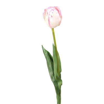 Distinctive Designs DIY Flower 22 in. Single Artificial Tulip Cream with Fuchsia Edge 2 Leaves