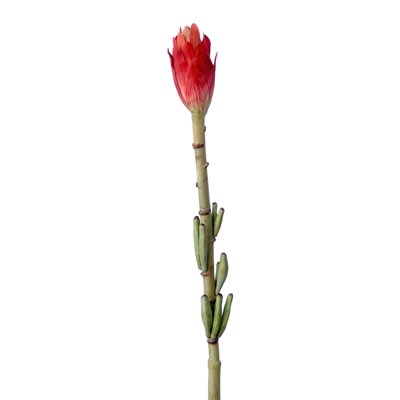 Picture of Distinctive Designs DW-412-RD DIY Flower 35 in. L Red Banana Bud Bloom - Pack of 6