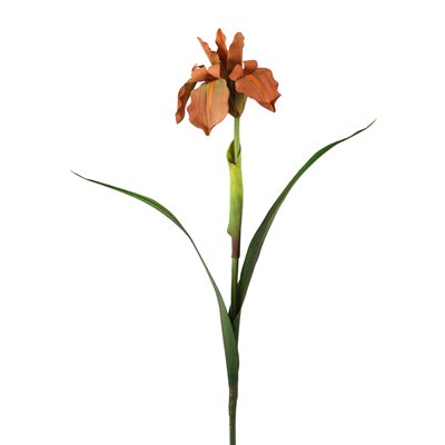Picture of Distinctive Designs DI-627-MERU DIY Flower 28 in. Artificial Melon-Rust Single Bearded Iris  2 Leaves - Pack of 12