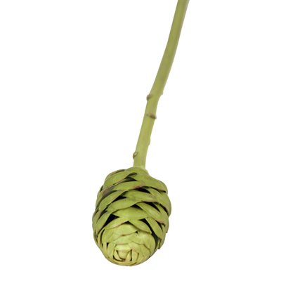 DIY Flower 19.5 in. L Plastic Olive-Green Honeycomb Protea