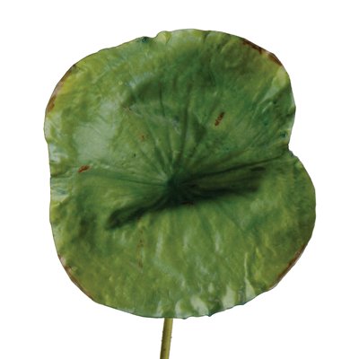 Picture of Distinctive Designs DG-658-GR DIY Foliage 28 in. L Artificial Large Green Lotus Leaf 24 per Case - Pack of 6