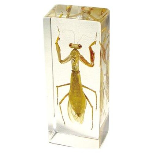 Paperweight  Large  Praying Mantis