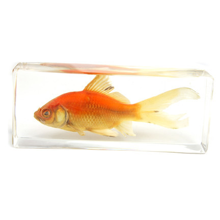 Picture of ED SPELDY EAST FH304 Paperweight  Fish  Large  Common Goldfish