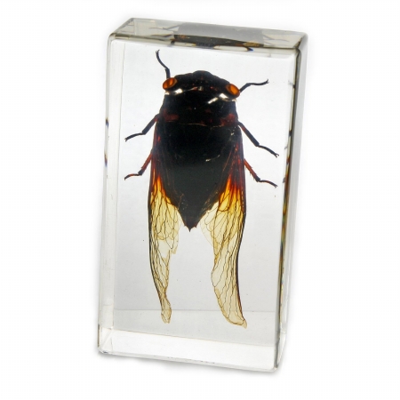 Picture of ED SPELDY EAST PW205 Paperweight  Medium  Cicada