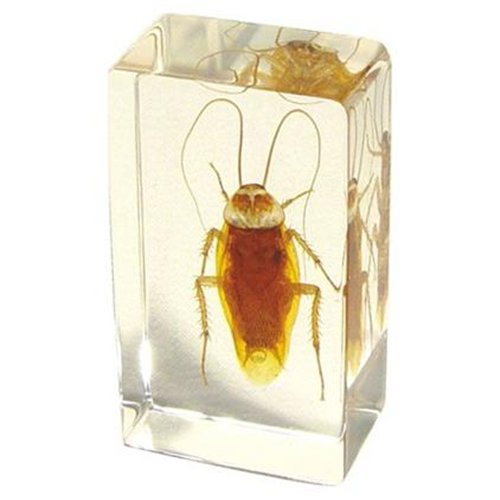 Paperweight  Medium  Cockroach