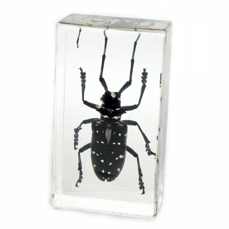 Picture of ED SPELDY EAST PW207 Paperweight  Medium   Black Longhorn Beetle