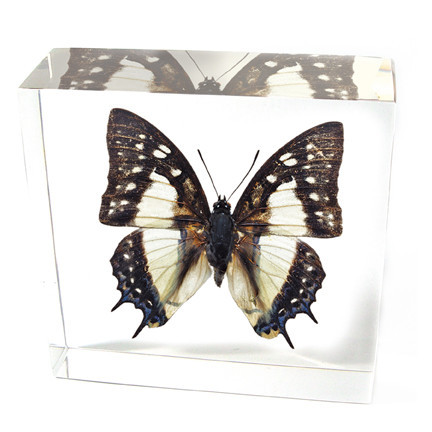 Picture of ED SPELDY EAST BF03 Paperweight  Butterfly  Common Nawab