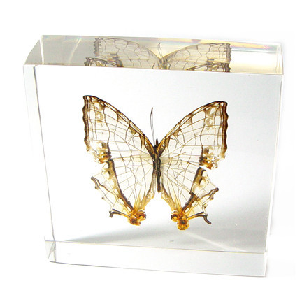 Picture of ED SPELDY EAST BF04 Paperweight  Butterfly  Common Mapwing
