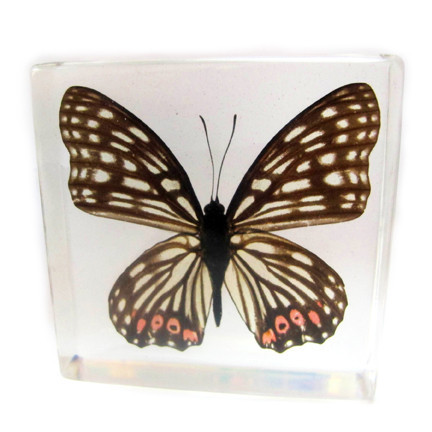 Picture of ED SPELDY EAST BF15 Paperweight  Butterfly  Red Ring Skirt