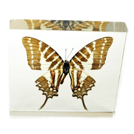 Picture of ED SPELDY EAST BF19 Paperweight  Butterfly  Swallowtail