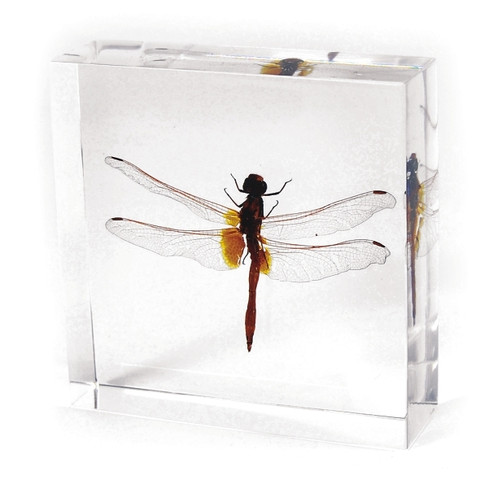 Paperweight  Dragonfly