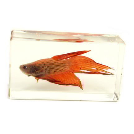 Picture of ED SPELDY EAST FH203 Paperweight  Fish  Medium  Siamese Fighting Fish