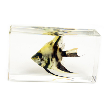 Picture of ED SPELDY EAST FH204 Paperweight  Fish  Medium   Angel Fish