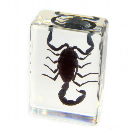 Picture of ED SPELDY EAST PW113 Paperweight  small  Black Scorpion