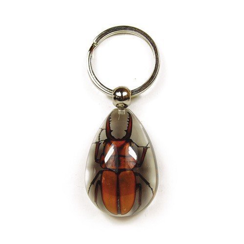 SK604 Key Chain  Tear Drop Shape  Clear  Brown Stag Beetle