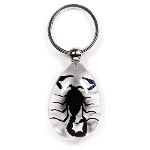 Key Chain  Tear Drop Shape  Clear  Black Scorpion