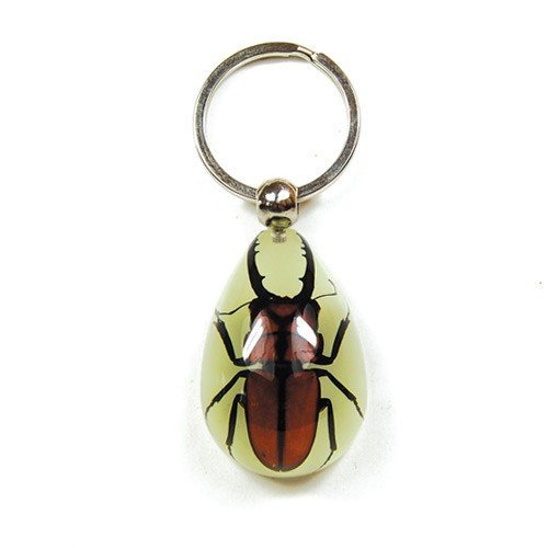 Key Chain  Tear Drop Shape  Glow in the Dark  Brown Stag Beetle