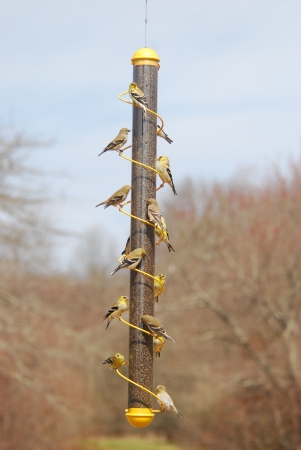Picture of Songbird Essentials 36in. Yellow Spiral Finch Tube 