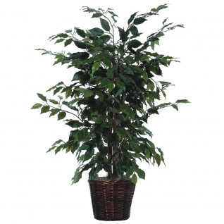 4 ft. Ficus Bush