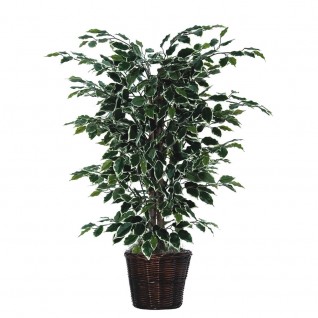 4 ft. Variegated Ficus Bush