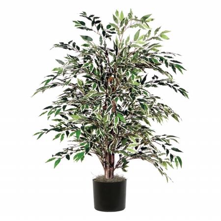 4 ft. Variegated Smilax Bush
