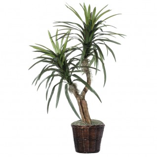 4 ft. Marginata Bush