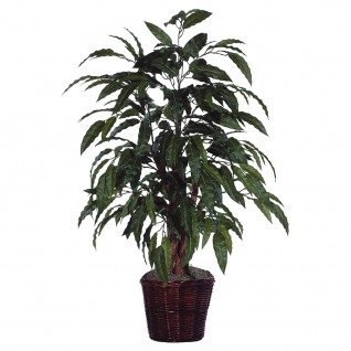 4 ft. Mango Bush