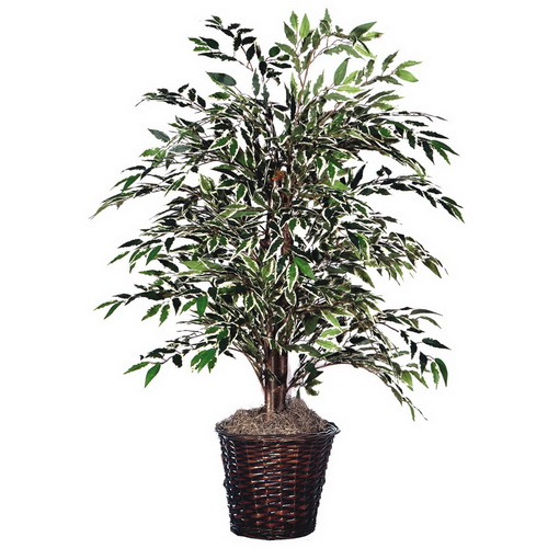 4 ft. Variegated Smilax Bush
