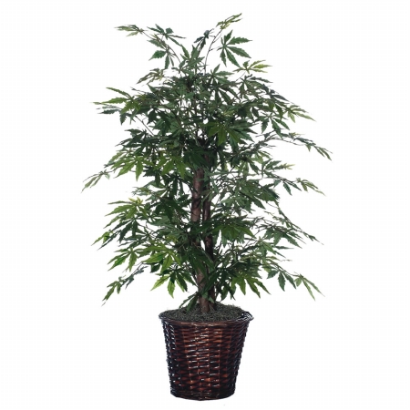 4 ft. Japanese Maple Bush