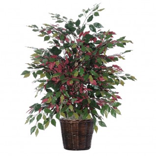 4 ft. Capensia Extra Full
