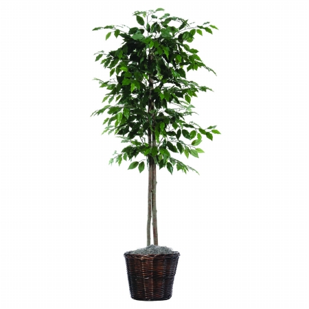 6 ft. Ficus tree