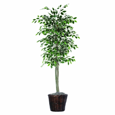 6 ft. Variegated Ficus tree