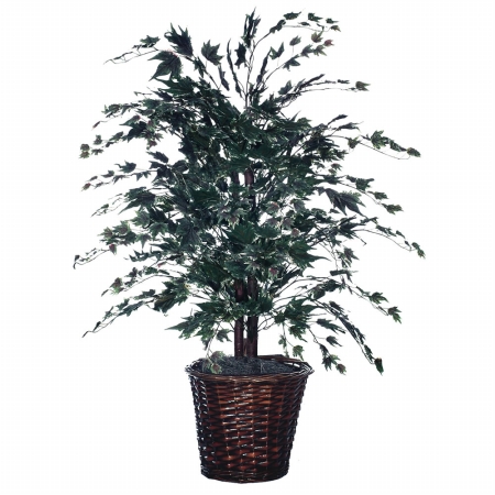 4 ft. Silver Maple Bush